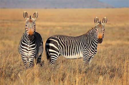 Cape Mountain Zebras (Equus zebra) in grassland, Mountain Zebra National Park, South Africa Foto de stock - Super Valor sin royalties y Suscripción, Código: 400-07506897