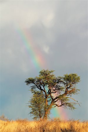 south africa and storm - Desert landscape with a colorful rainbow and Acacia tree, Kalahari, South Africa Stock Photo - Budget Royalty-Free & Subscription, Code: 400-07506905