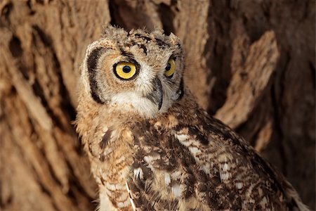 Portrait of a spotted eagle-owl (Bubo africanus), Kalahari, South Africa Foto de stock - Super Valor sin royalties y Suscripción, Código: 400-07506908