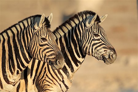 simsearch:400-04945024,k - Portrait of two Plains (Burchells) Zebras (Equus burchelli), Etsosha National Park, Namibia Stockbilder - Microstock & Abonnement, Bildnummer: 400-07506903