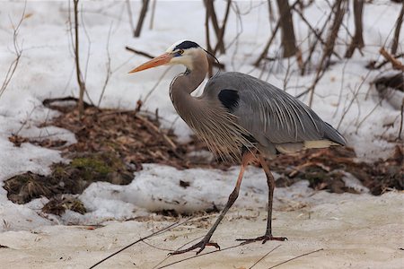 simsearch:400-05332386,k - Great Blue Heron Stock Photo - Budget Royalty-Free & Subscription, Code: 400-07506951