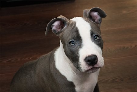 staffordshire terrier - White and Grey Pitbull sitting on brown wooden floor Stockbilder - Microstock & Abonnement, Bildnummer: 400-07507024