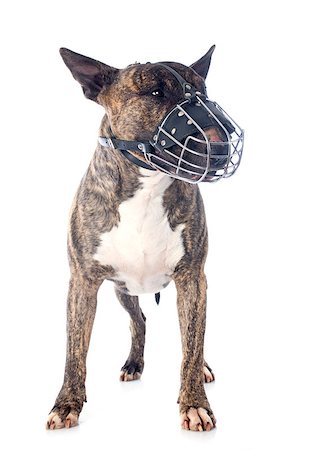 simsearch:400-06565923,k - bull terrier and muzzle in front of white background Photographie de stock - Aubaine LD & Abonnement, Code: 400-07507687