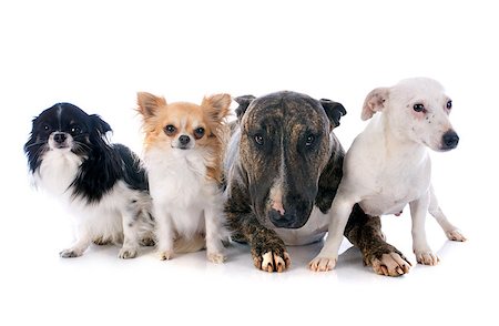 simsearch:400-06565923,k - four dogs in front of white background Photographie de stock - Aubaine LD & Abonnement, Code: 400-07507688