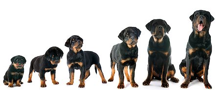 simsearch:400-07137760,k - portrait of a purebred puppy rottweiler in front of white background Stockbilder - Microstock & Abonnement, Bildnummer: 400-07507683