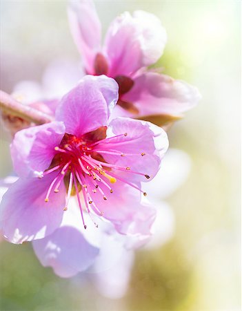 simsearch:400-05664644,k - beautiful pink peach blossom on color background Foto de stock - Super Valor sin royalties y Suscripción, Código: 400-07508102