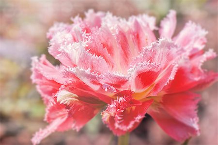 simsearch:400-07510882,k - pink tulip with bokeh Stockbilder - Microstock & Abonnement, Bildnummer: 400-07508119