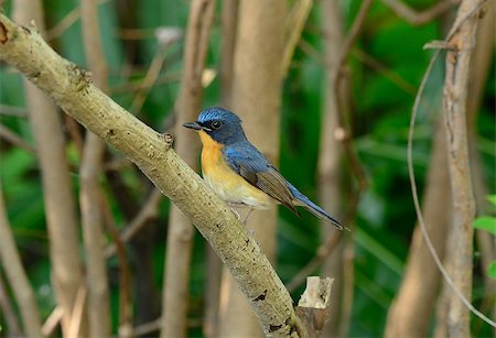 simsearch:400-07321735,k - beautiful male hill blue flycatcher (Cyornis banyumas) possing Stockbilder - Microstock & Abonnement, Bildnummer: 400-07508266