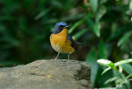 simsearch:400-07321735,k - beautiful male hill blue flycatcher (Cyornis banyumas) possing Stockbilder - Microstock & Abonnement, Bildnummer: 400-07508267