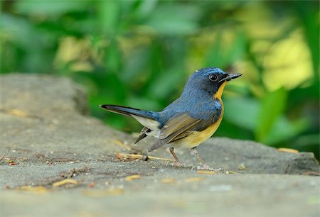 simsearch:400-07321735,k - beautiful male hill blue flycatcher (Cyornis banyumas) possing Stockbilder - Microstock & Abonnement, Bildnummer: 400-07508268