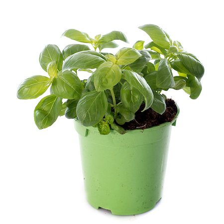 fresh basil in front of white background Stock Photo - Budget Royalty-Free & Subscription, Code: 400-07508298