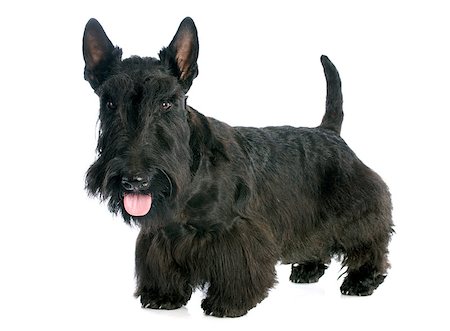 schottischer terrier - Scottish Terrier in front of white background Stockbilder - Microstock & Abonnement, Bildnummer: 400-07508310