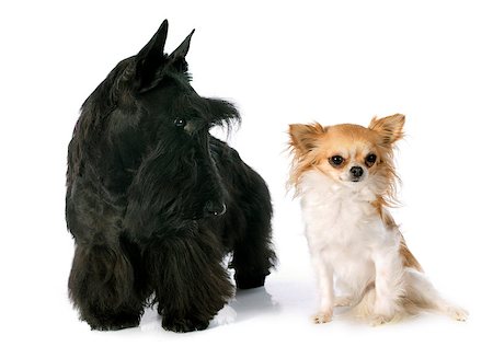 schottischer terrier - Scottish Terrier and chihuahua in front of white background Stockbilder - Microstock & Abonnement, Bildnummer: 400-07508395