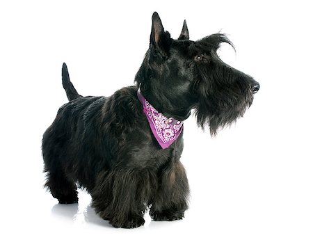 schottischer terrier - Scottish Terrier in front of white background Stockbilder - Microstock & Abonnement, Bildnummer: 400-07508392