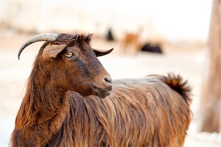 Image of a goat on a street in Oman Stock Photo - Budget Royalty-Free & Subscription, Code: 400-07508737
