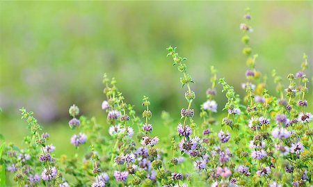 simsearch:400-06069986,k - Lavender field in the summer Stock Photo - Budget Royalty-Free & Subscription, Code: 400-07508756