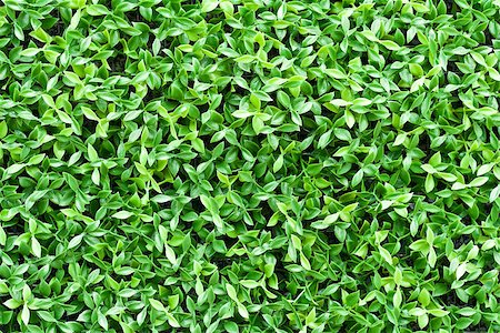 artificial tiny green leaves texture for background Stock Photo - Budget Royalty-Free & Subscription, Code: 400-07509231