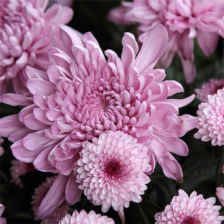 Background of the beautiful white chrysanthemum flower Foto de stock - Super Valor sin royalties y Suscripción, Código: 400-07509249