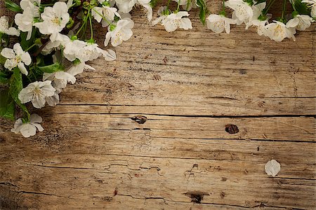 Spring background- Spring flowers. Cherry Blossom on wood Stockbilder - Microstock & Abonnement, Bildnummer: 400-07509355
