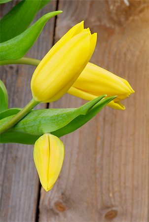 simsearch:689-03124006,k - Yellow Spring Tulips closeup on Rustic Wooden background Photographie de stock - Aubaine LD & Abonnement, Code: 400-07509367