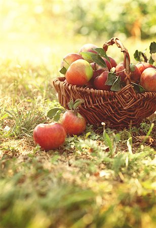 Organic apples in basket in summer grass. Fresh apples in nature Photographie de stock - Aubaine LD & Abonnement, Code: 400-07509361