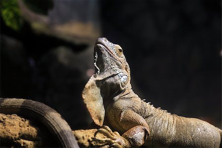 simsearch:400-04348871,k - Iguana closeup on wooden log against dark background Photographie de stock - Aubaine LD & Abonnement, Code: 400-07509426