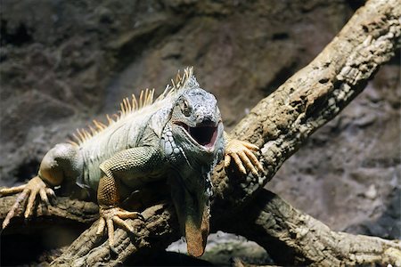 simsearch:400-04348871,k - Iguana with open mouth on wooden log against stone background Photographie de stock - Aubaine LD & Abonnement, Code: 400-07509422