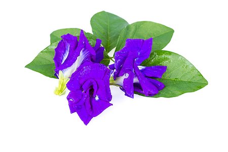 Butterfly pea flower with leaves on white background Stock Photo - Budget Royalty-Free & Subscription, Code: 400-07509774