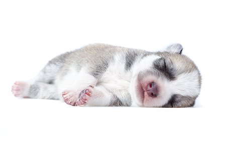 small white dog with fur - sleeping grey nad wwhite puppy on white background Stock Photo - Budget Royalty-Free & Subscription, Code: 400-07509780