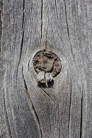 simsearch:400-06869842,k - cracked aged weathered wooden board with knot, selective focus Stock Photo - Budget Royalty-Free & Subscription, Code: 400-07500996