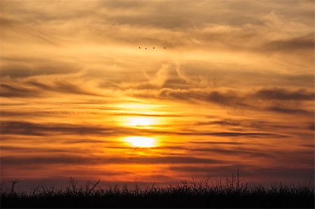 simsearch:400-07319551,k - flying storks birds silhouettes on dramatic orange sunset background Stockbilder - Microstock & Abonnement, Bildnummer: 400-07500990