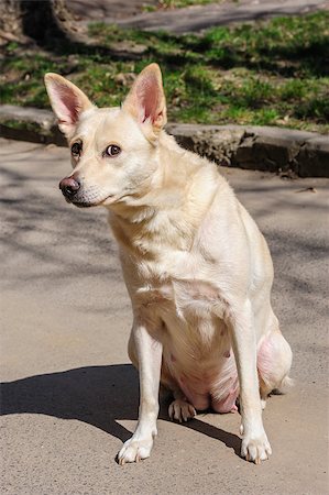 Lonely white stray dog standing on asphalt Stock Photo - Budget Royalty-Free & Subscription, Code: 400-07501008