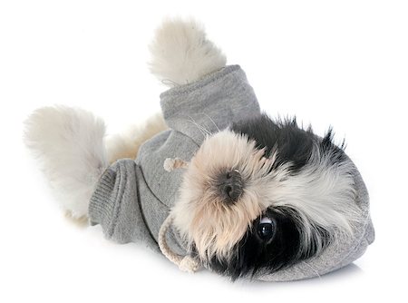 shiatsu - dressed puppy shitzu in front of white background Stockbilder - Microstock & Abonnement, Bildnummer: 400-07501059