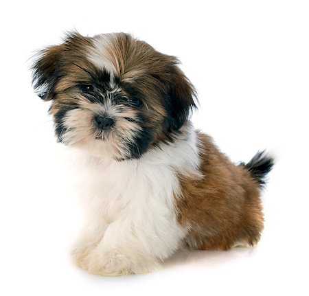 shiatsu - puppy shitzu in front of white background Stockbilder - Microstock & Abonnement, Bildnummer: 400-07501060