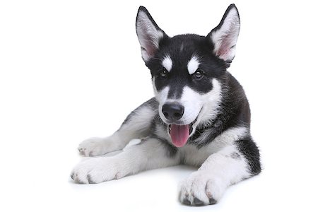 simsearch:400-06461152,k - Adorable Alaskan Malamute Puppy on White Background in Studio Stock Photo - Budget Royalty-Free & Subscription, Code: 400-07501227