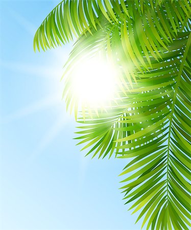 simsearch:400-07758113,k - Vector illustration branches of palm trees against the blue sky Foto de stock - Super Valor sin royalties y Suscripción, Código: 400-07501337