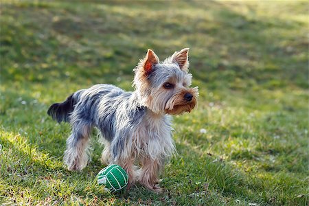 simsearch:400-07501422,k - Cute small yorkshire terrier is standing on a green lawn outdoor, no people with green ball Stock Photo - Budget Royalty-Free & Subscription, Code: 400-07501422