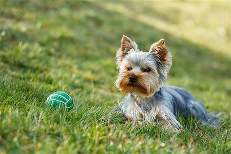 simsearch:400-07501422,k - Cute small yorkshire terrier is lying on a green lawn outdoor, no people with green ball Stock Photo - Budget Royalty-Free & Subscription, Code: 400-07501423