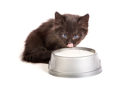 domesticate cats eating - Cute black kitten drinks milk, isolated on a white background Stock Photo - Budget Royalty-Free & Subscription, Code: 400-07501636