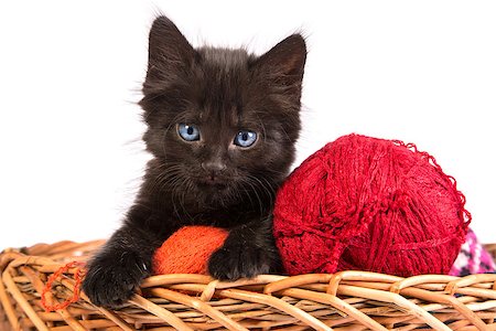 simsearch:400-07501636,k - Black kitten playing with a red ball of yarn isolated on a white background Foto de stock - Super Valor sin royalties y Suscripción, Código: 400-07501638