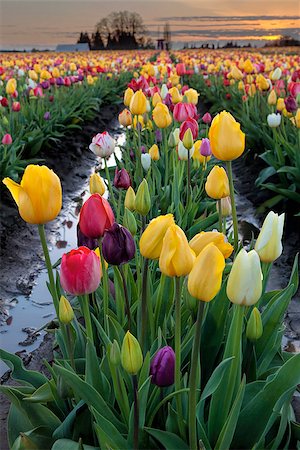 simsearch:400-08572845,k - Rows of Mixed Color Tulip Flowers at the Tulip Farm Festival Blooming in Spring Season during Sunset Photographie de stock - Aubaine LD & Abonnement, Code: 400-07501633