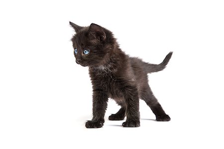 simsearch:400-07893874,k - Cute black small kitten isolated on a white background Foto de stock - Super Valor sin royalties y Suscripción, Código: 400-07501648