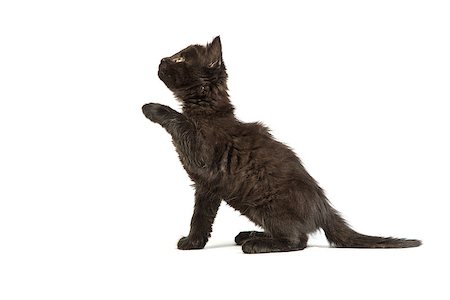 simsearch:400-07501636,k - Cute black small kitten isolated on a white background Foto de stock - Super Valor sin royalties y Suscripción, Código: 400-07501643