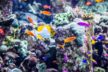 Photo of a tropical fish on a coral reef in Dubai aquarium Stock Photo - Budget Royalty-Free & Subscription, Code: 400-07501654