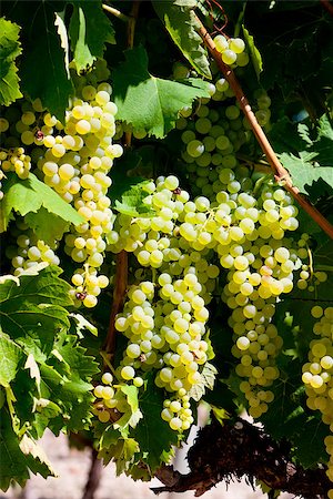 simsearch:400-07300370,k - white grape in Jarnac, Poitou-Charentes, France Foto de stock - Super Valor sin royalties y Suscripción, Código: 400-07501706