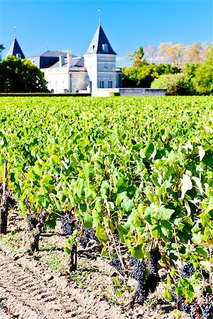 simsearch:400-07095252,k - vineyard and Chateau Tronquoy Lalande, Saint-Estephe, Bordeaux Region, France Fotografie stock - Microstock e Abbonamento, Codice: 400-07501715