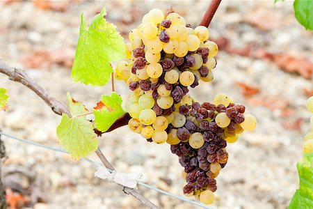 simsearch:400-07300370,k - white grape in Sauternes Region, Aquitaine, France Foto de stock - Super Valor sin royalties y Suscripción, Código: 400-07501719
