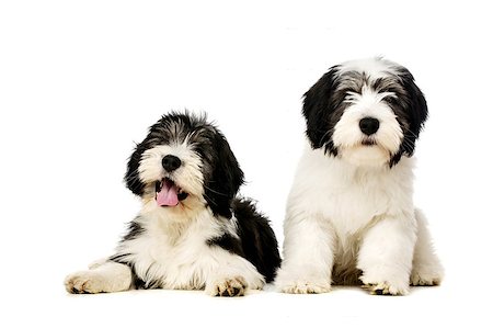 sheep dog - Two Polish Lowland Sheepdog laid and sat isolated on a white background Photographie de stock - Aubaine LD & Abonnement, Code: 400-07501866