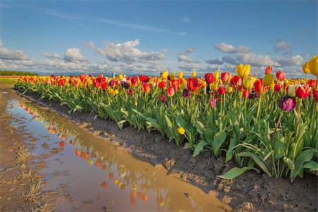 simsearch:400-08400581,k - Reflection of Row of Tulip Flowers at Tulip Farm in Woodburn Oregon Photographie de stock - Aubaine LD & Abonnement, Code: 400-07502471