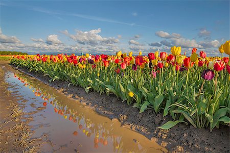 Reflection of Row of Tulip Flowers at Tulip Farm in Woodburn Oregon Photographie de stock - Aubaine LD & Abonnement, Code: 400-07502471